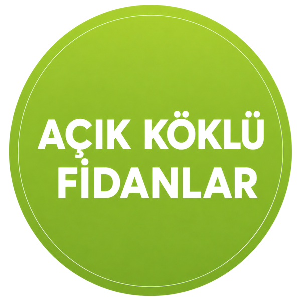 AÇIK KÖKLÜ FİDANLAR