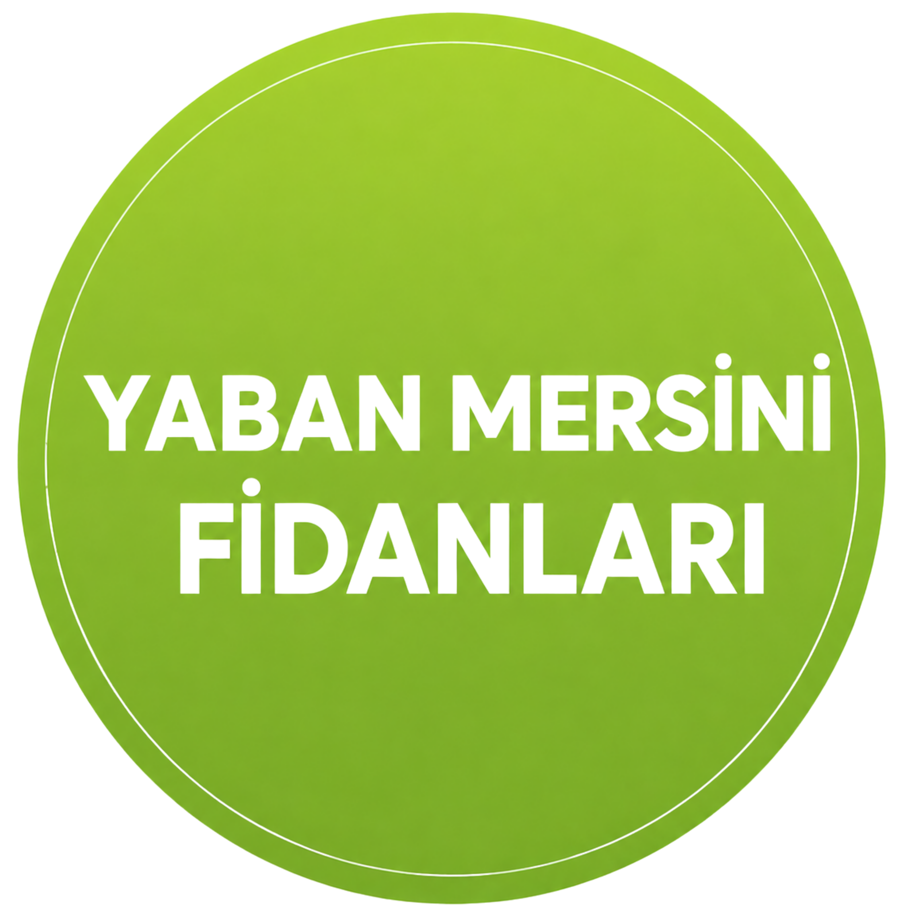 yaban mersini fidanları