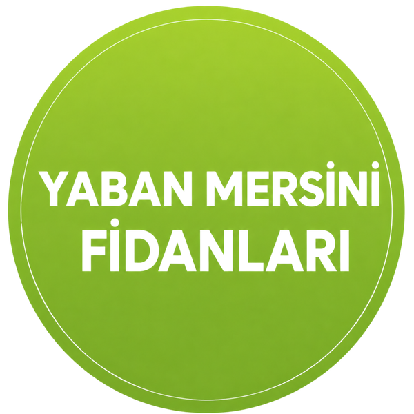 yaban mersini fidanları