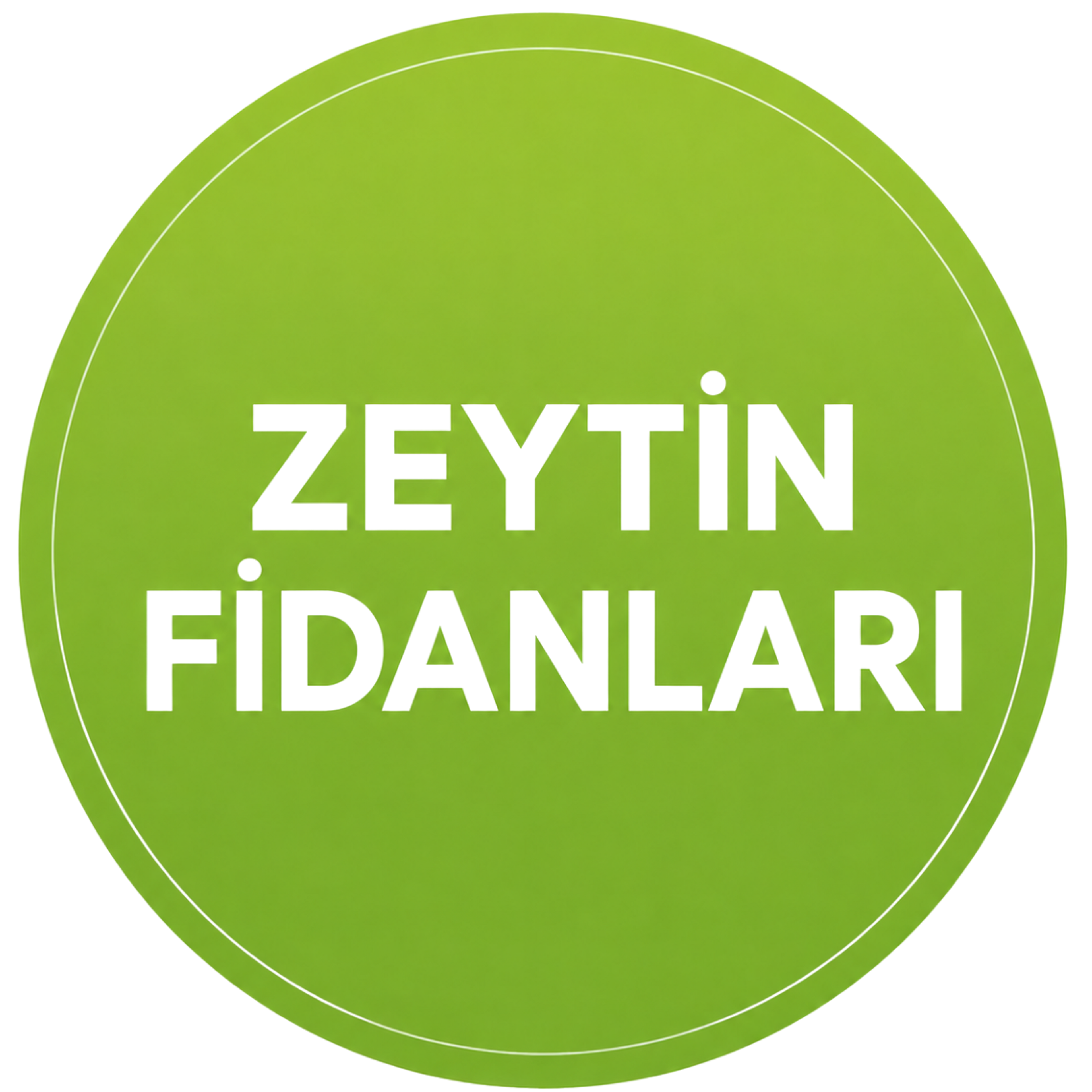 Zeytin Fidanları