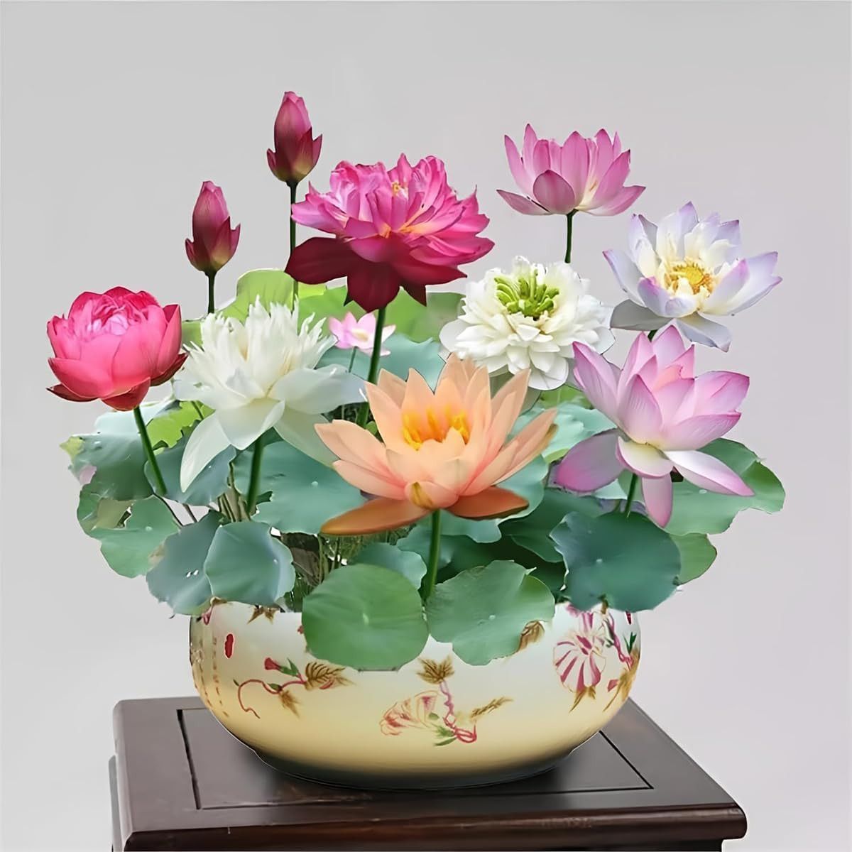 Abelia® Lotus Yetiştirme Kiti