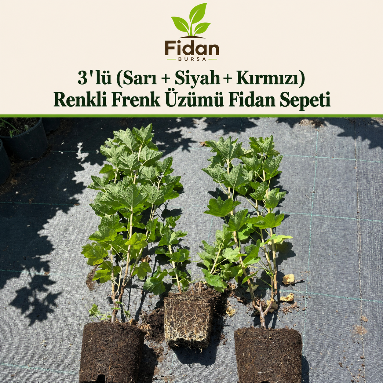 Yeni Başlayanlar İçin — Başlangıç Sepeti 2