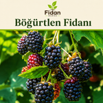 Yeni Başlayanlar İçin — Başlangıç Sepeti 2