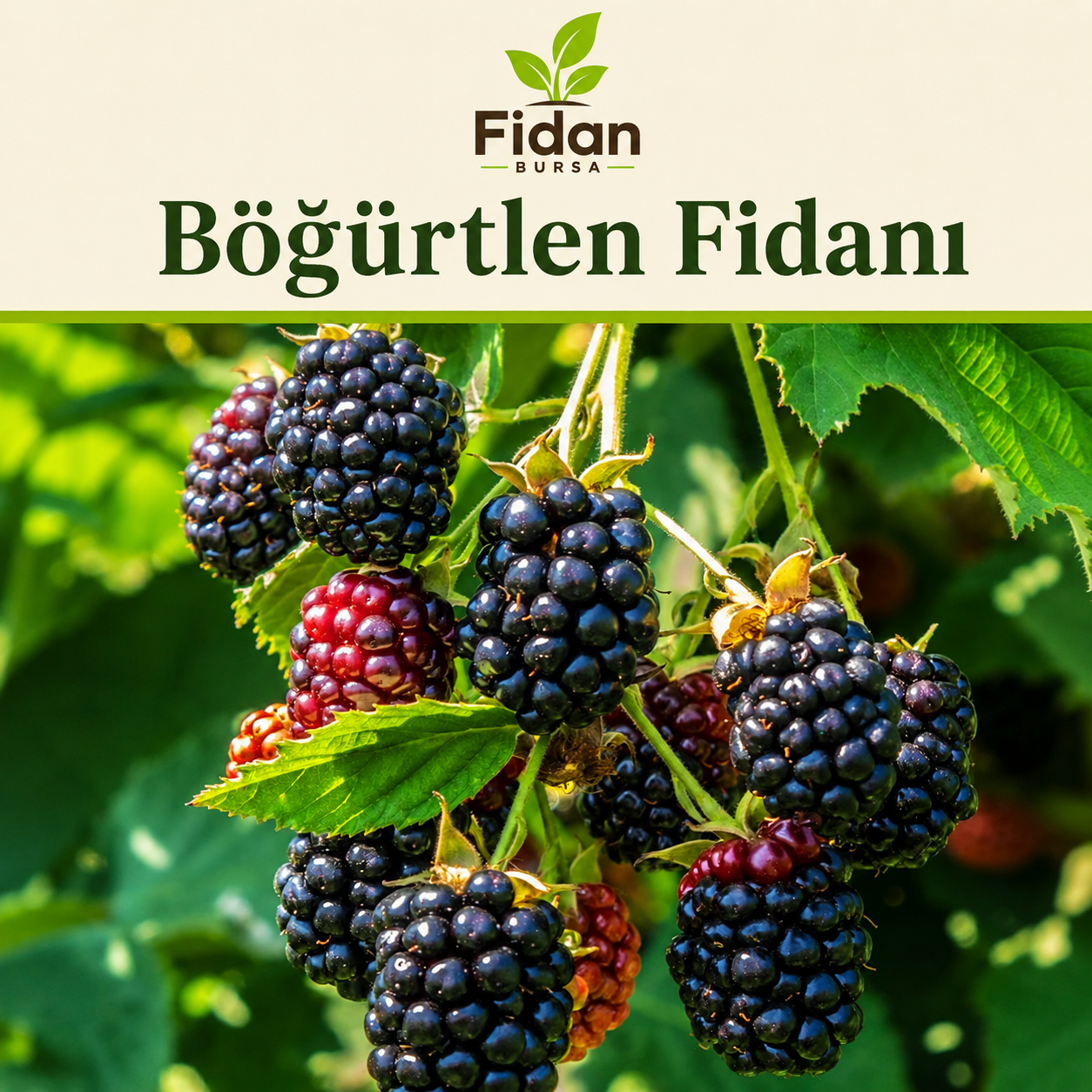 Yeni Başlayanlar İçin — Başlangıç Sepeti 2