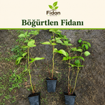 Yeni Başlayanlar İçin — Başlangıç Sepeti 2