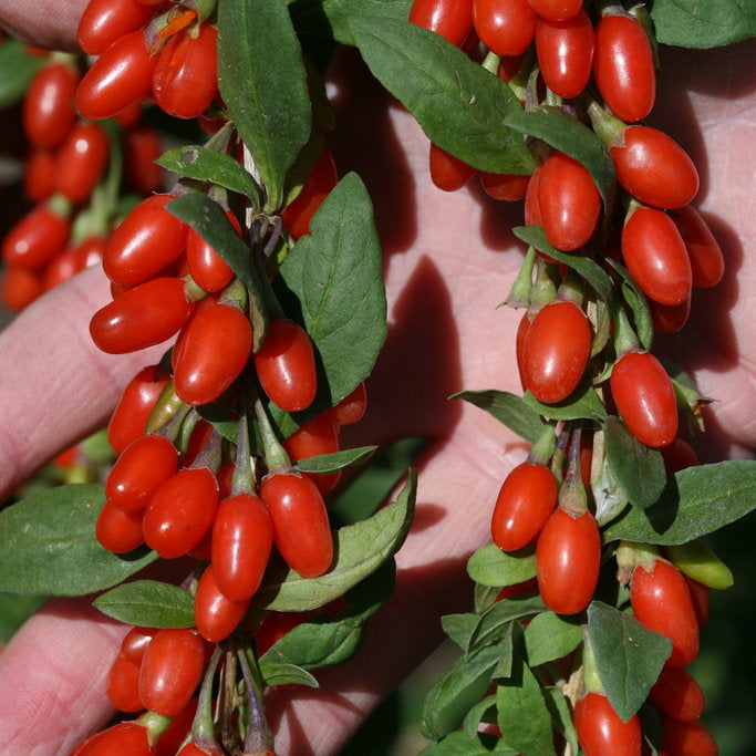 Kırmızı Kurt Üzümü Fidanı - Red Gojiberry
