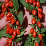 Kırmızı Kurt Üzümü Fidanı - Red Gojiberry