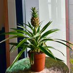 Ananas Fidanı - Cüce Ananas - Mini Pineapple
