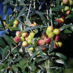 Arbequina (Bodur) Zeytin Fidanı