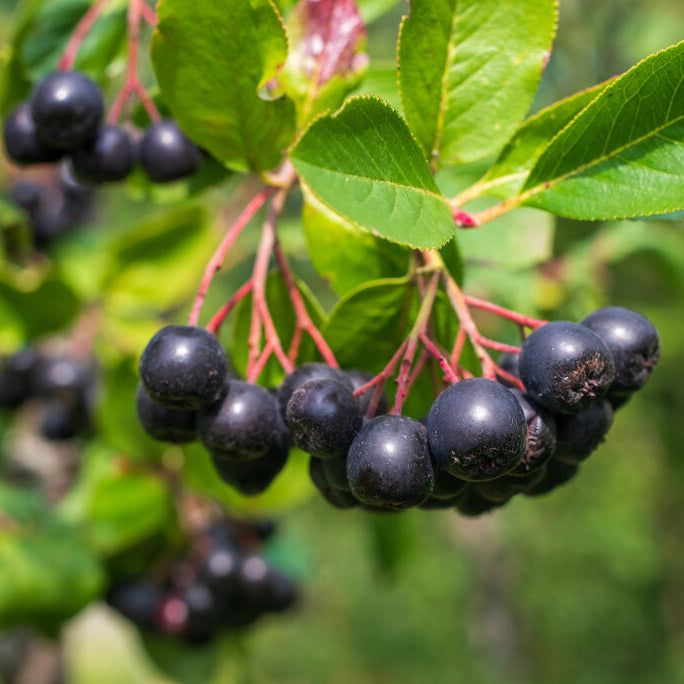 Aronya (Chokeberry) Fidanı - 2 Yaş - Açık Köklü