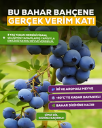 3 Yaş Meyve Vermeye Hazır Yaban Mersini Fidanı - Blueberry Sapling