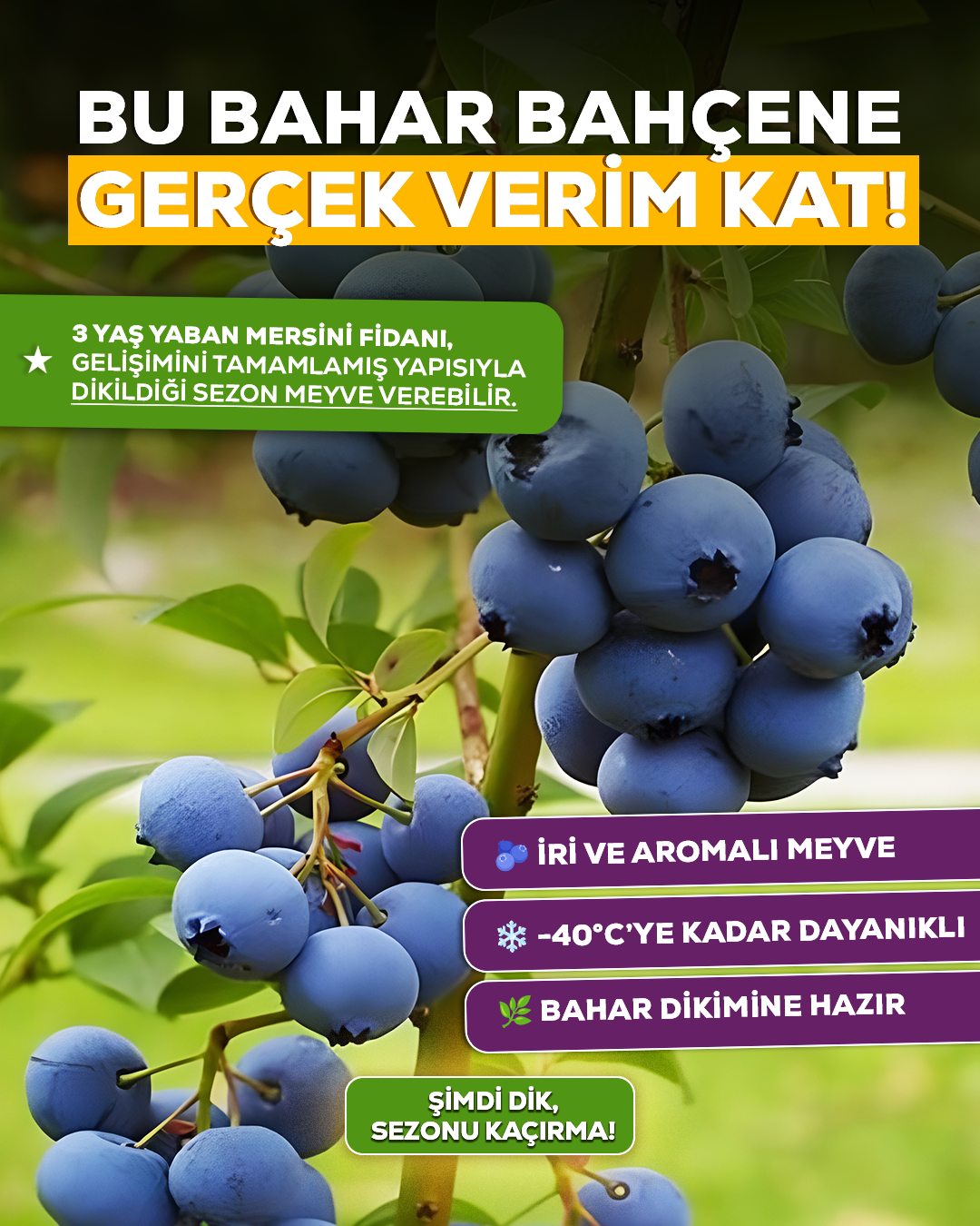 3 Yaş Meyve Vermeye Hazır Yaban Mersini Fidanı - Blueberry Sapling
