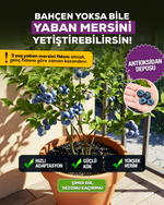 3 Yaş Meyve Vermeye Hazır Yaban Mersini Fidanı - Blueberry Sapling