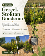 Yetişkin Çiçekli Arap Yasemini – 60-80 cm / 1L Saksıda