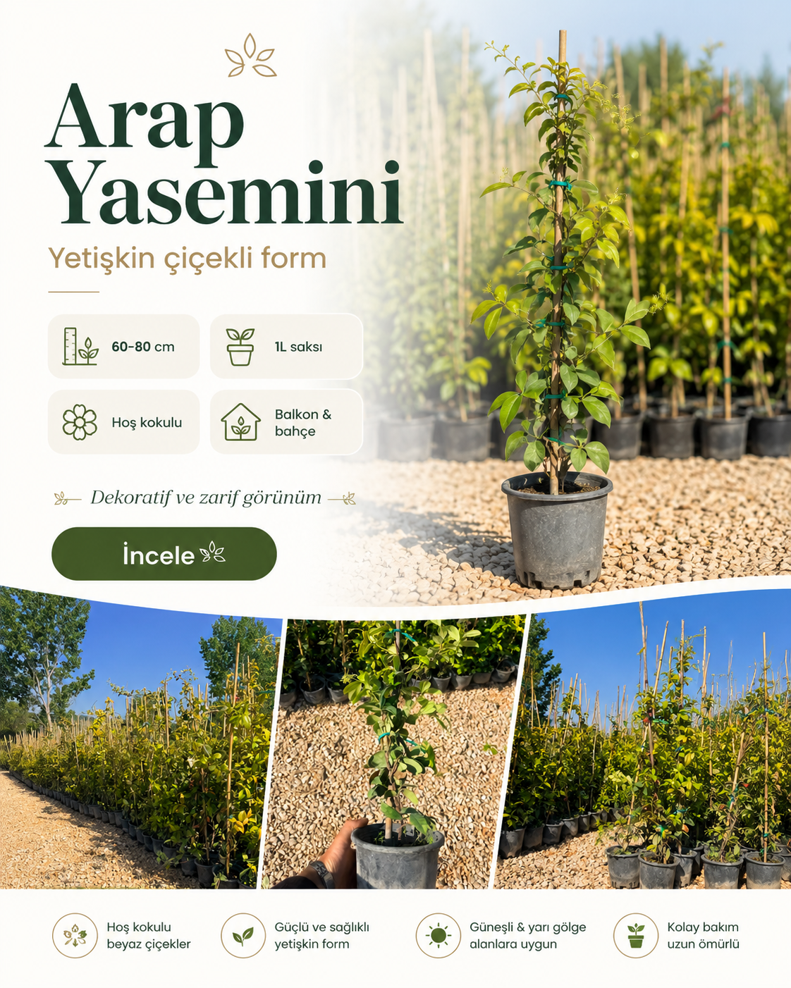 Yetişkin Çiçekli Arap Yasemini – 60-80 cm / 1L Saksıda