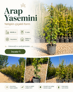 Yetişkin Çiçekli Arap Yasemini – 60-80 cm / 1L Saksıda