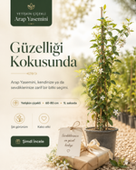 Yetişkin Çiçekli Arap Yasemini – 60-80 cm / 1L Saksıda