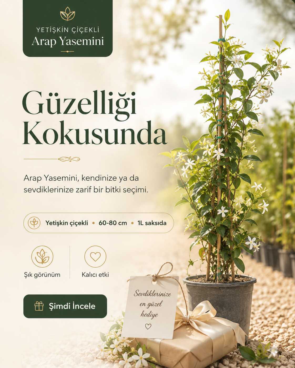 Yetişkin Çiçekli Arap Yasemini – 60-80 cm / 1L Saksıda