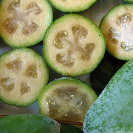 Kaymak (Ananas Guavası-Feijoa ) Fidanı