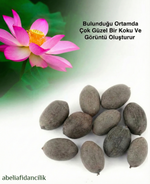 Abelia® Lotus Yetiştirme Kiti