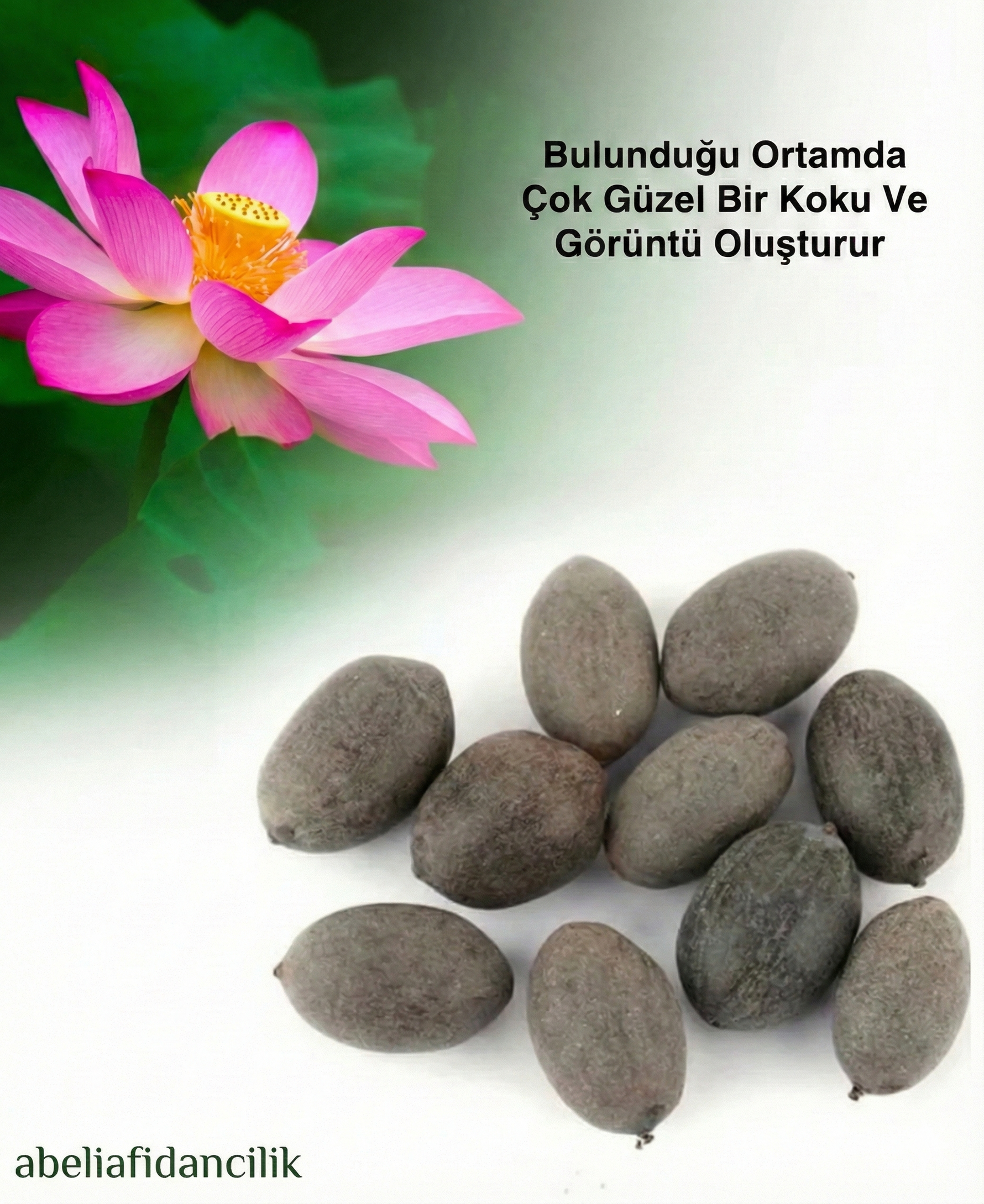 Abelia® Lotus Yetiştirme Kiti