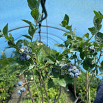 3 Yaş Meyve Vermeye Hazır Yaban Mersini Fidanı - Blueberry Sapling