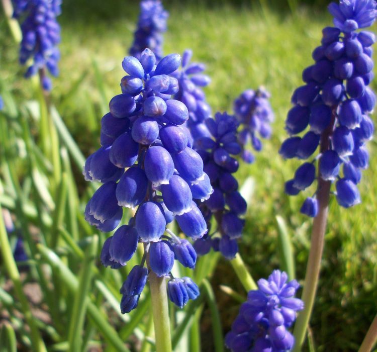 Muscari (Üzüm Sümbülü) Soğanı