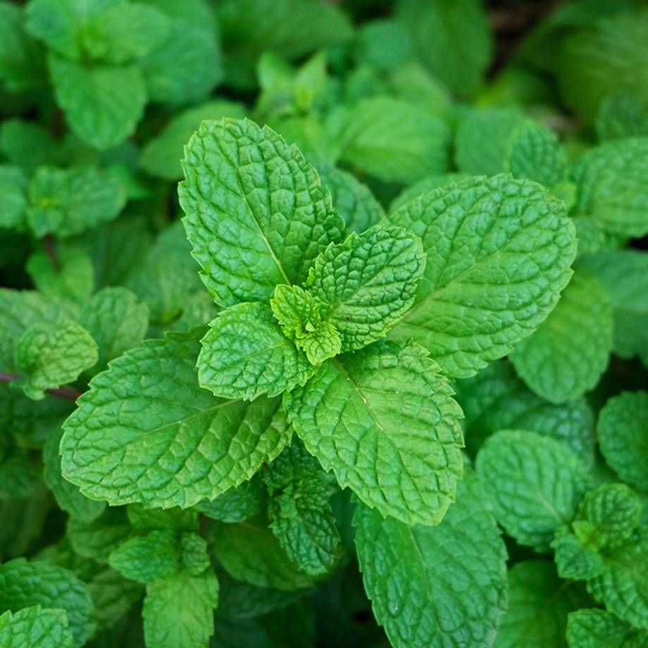 Nane Tohumu (Peppermint)
