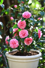 2 Yaş Pembe açan kamelya 23-35 cm