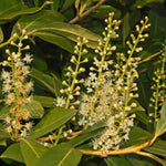 Karayemiş (Prunus laurocerasus) Fidanı - Laz Kirazı