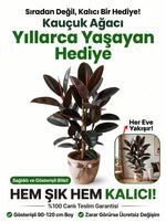 Kauçuk Ağacı (Ficus elastica)