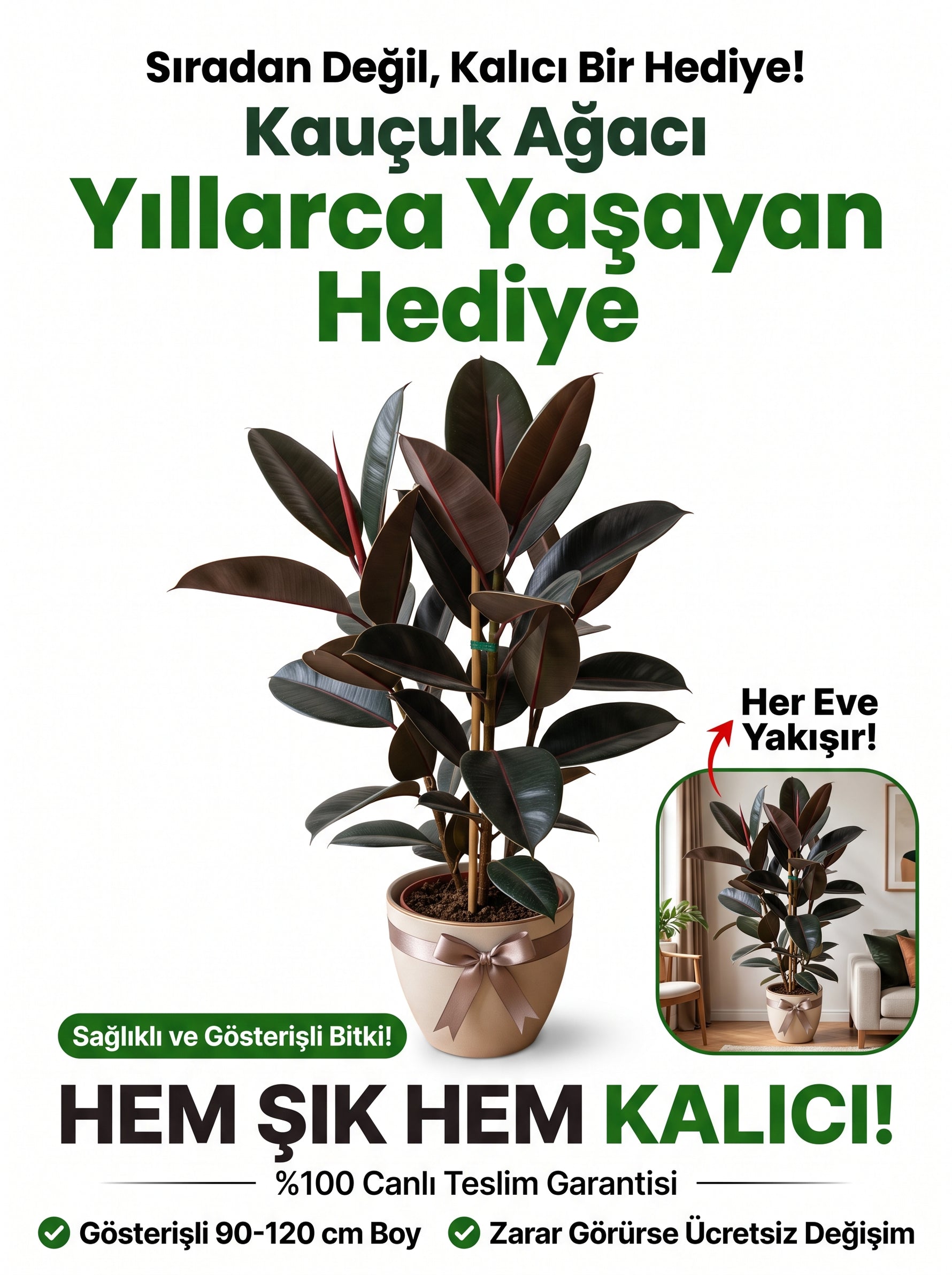 Kauçuk Ağacı (Ficus elastica)