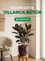 Kauçuk Ağacı (Ficus elastica)