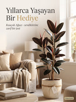 Kauçuk Ağacı (Ficus elastica)