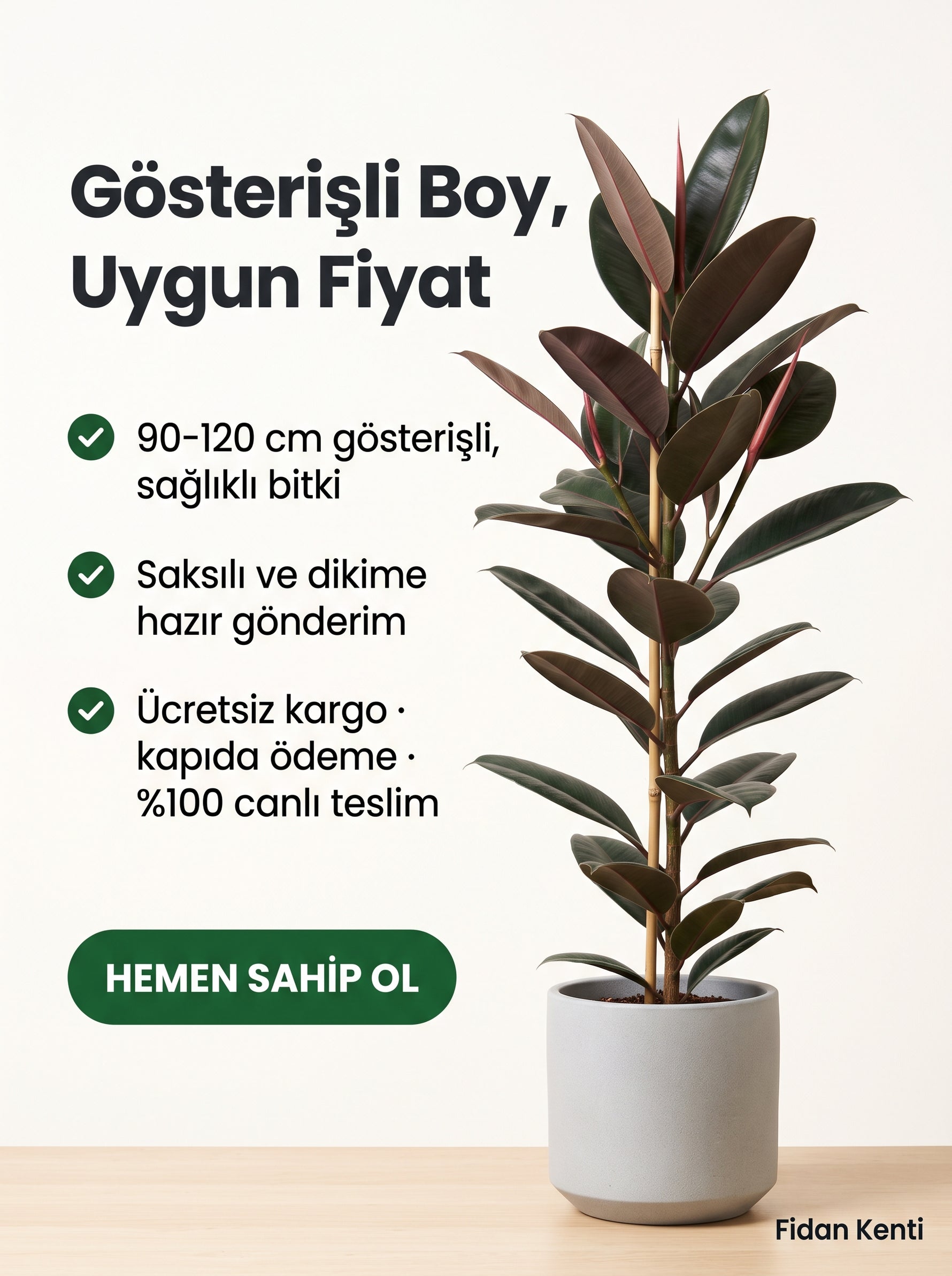 Kauçuk Ağacı (Ficus elastica)