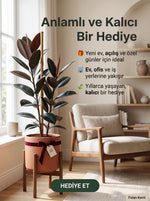 Kauçuk Ağacı (Ficus elastica)