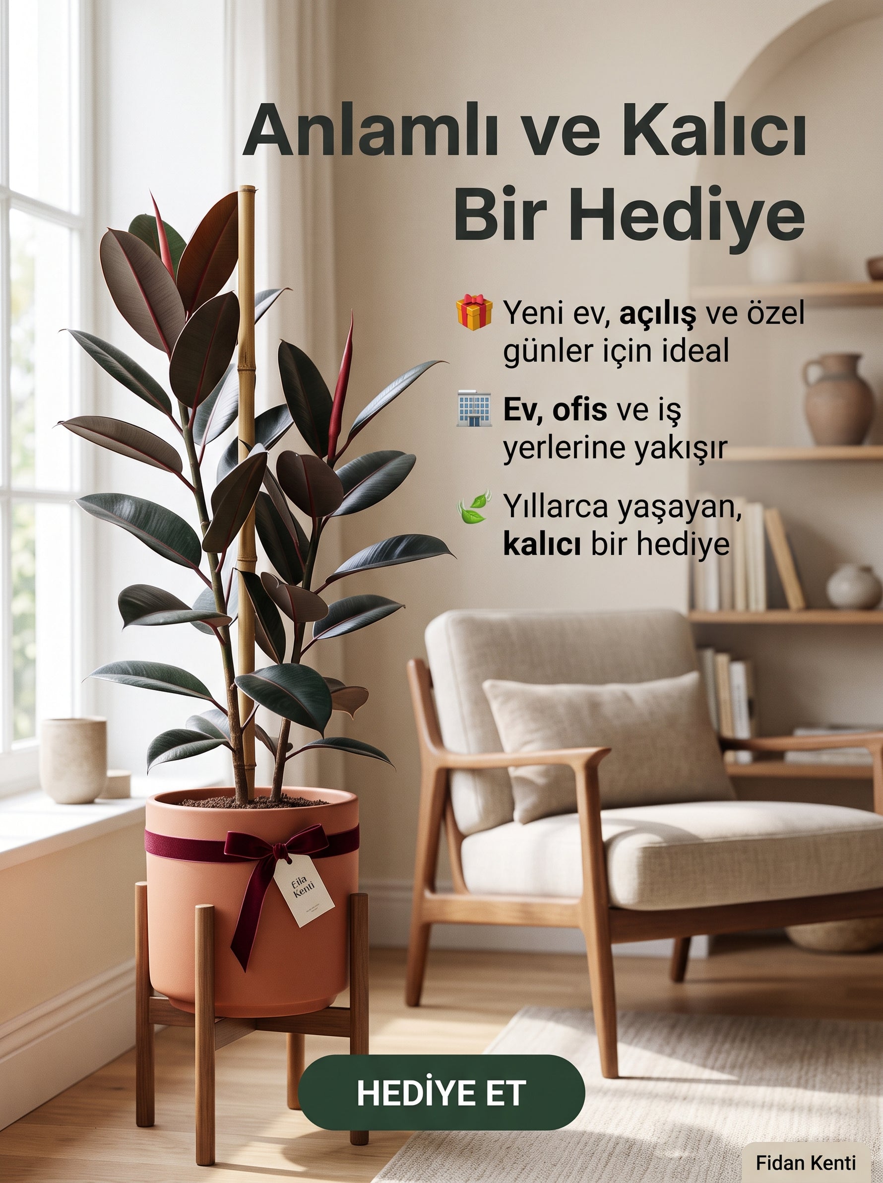 Kauçuk Ağacı (Ficus elastica)