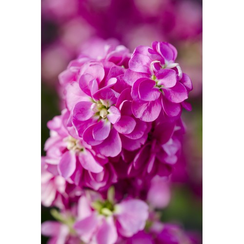 Şebboy (Matthiola incana) Tohumu