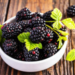 Böğürtlen Fidanı - Blackberry Sapling