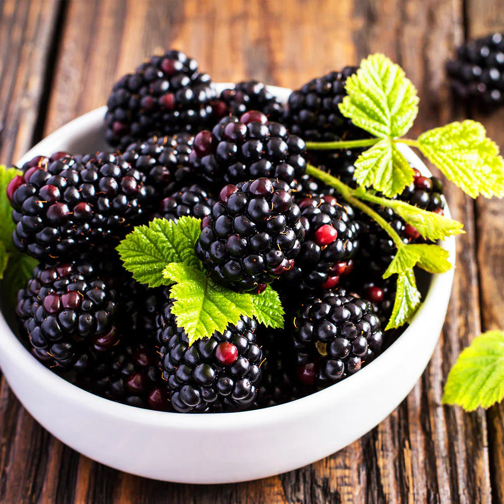 Böğürtlen Fidanı - Blackberry Sapling