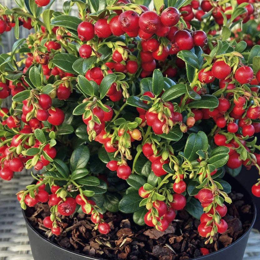 2 Yaşında Turna yemişi - Cranberry 15-25 cm