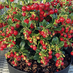 2 Yaşında Turna yemişi - Cranberry 15-25 cm