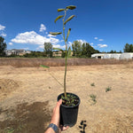 Büyük Yapraklı Ihlamur Fidanı - Tilia Platyphyllos