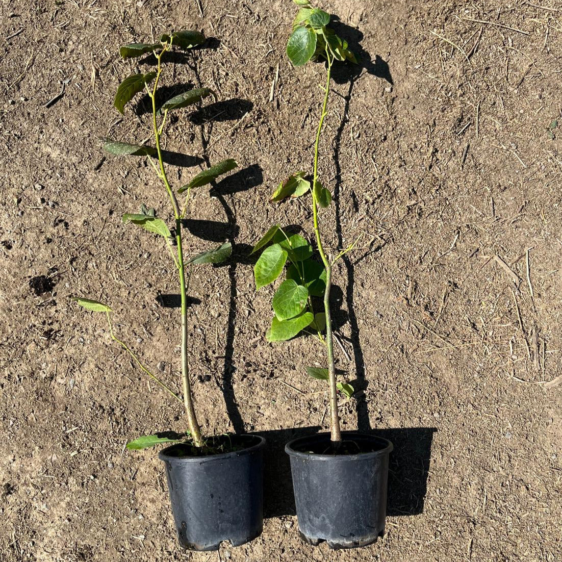 Büyük Yapraklı Ihlamur Fidanı - Tilia Platyphyllos