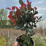 Alev Çalısı Fidanı (Photinia Red Robin)