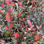 Alev Çalısı Fidanı (Photinia Red Robin)