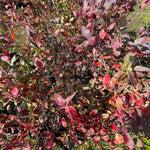 4 Yaş Yaban Mersini Fidanı (70-110 cm) 2 L Saksıda - Blueberry Sapling