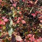 4 Yaş Yaban Mersini Fidanı (70-110 cm) 2 L Saksıda - Blueberry Sapling
