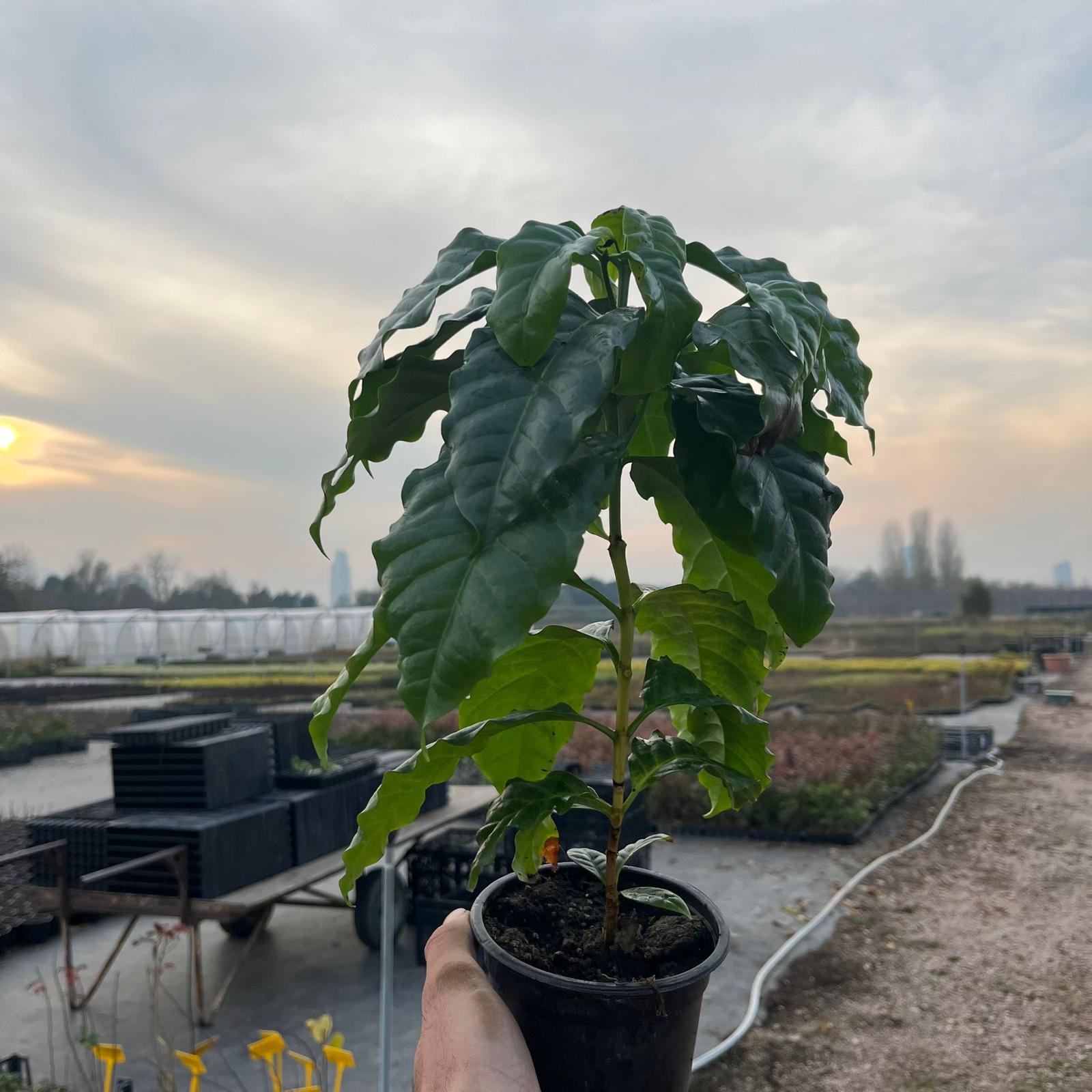Kahve Fidanı (Coffea arabica)