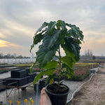 Kahve Fidanı (Coffea arabica)